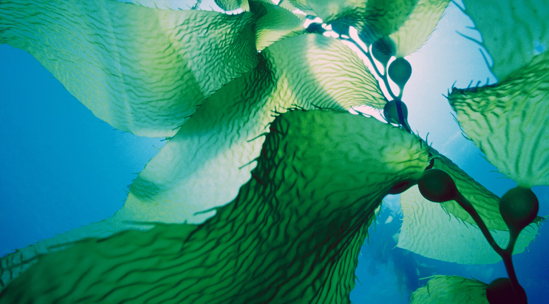 海藻图片大全-海藻高清图片下载-觅知网
